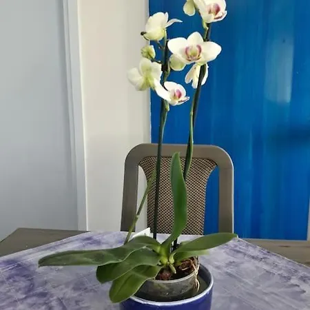 アパート Blue Danube Free Publlic Parking